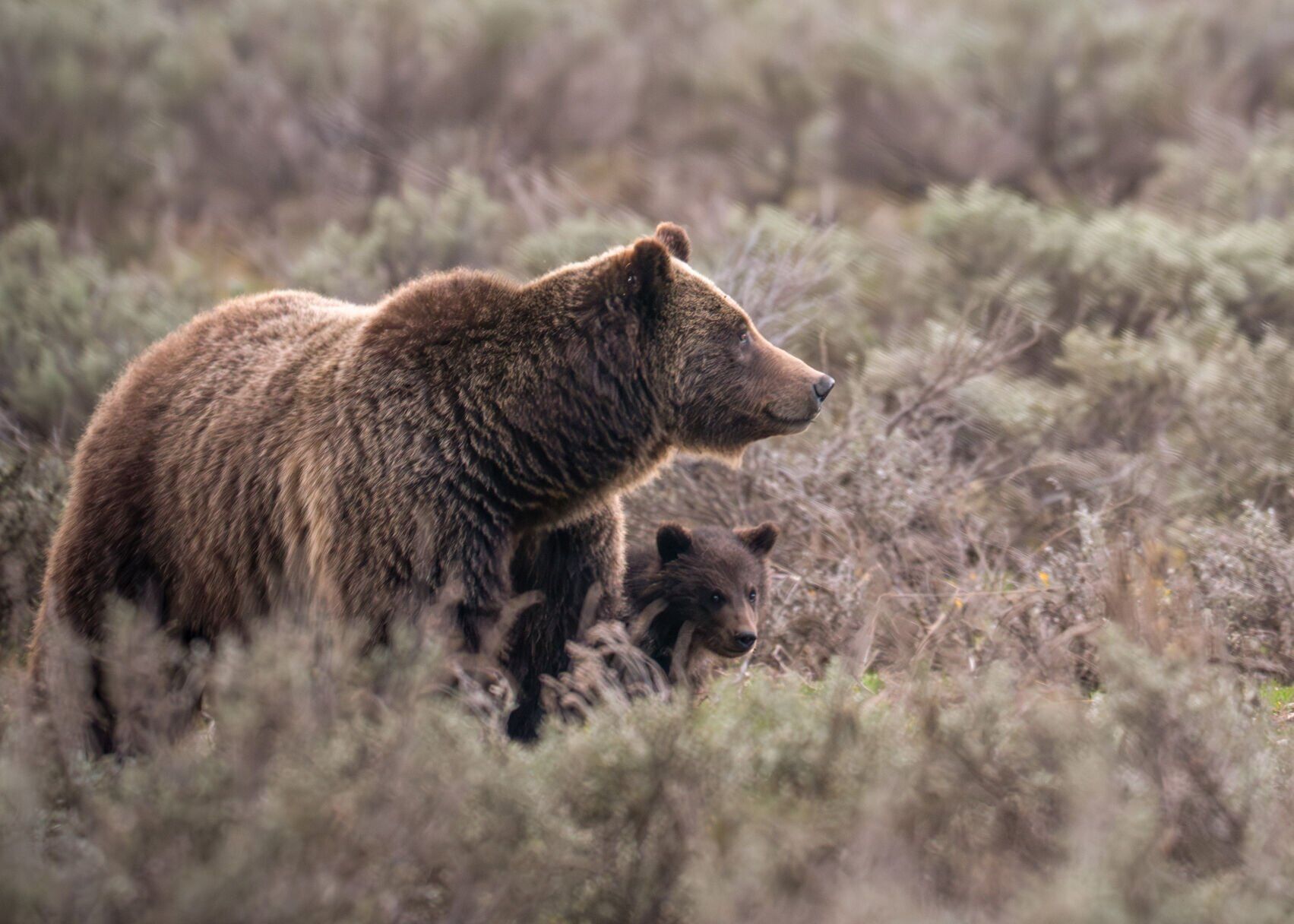 Grizzly 399